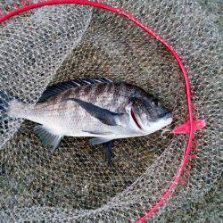 大蔵海岸のトップゲームでチヌ