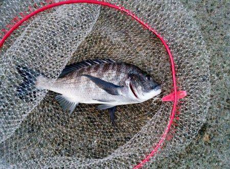 大蔵海岸のトップゲームでチヌ