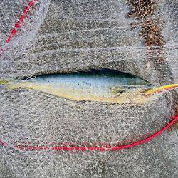 沼島でシイラのトップゲーム