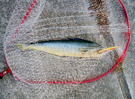 沼島でシイラのトップゲーム