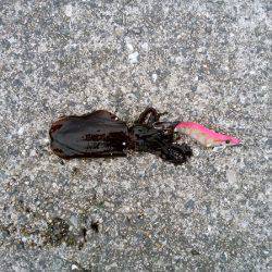大蔵海岸のエギングで親アオリ
