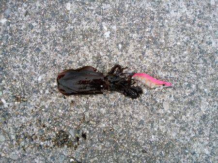 大蔵海岸のエギングで親アオリ