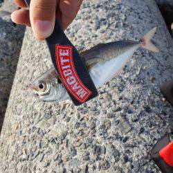 今年初サーべリング🎵