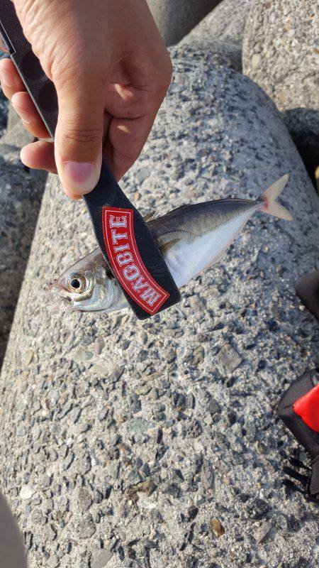 今年初サーべリング🎵