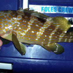 ロックフィッシュ