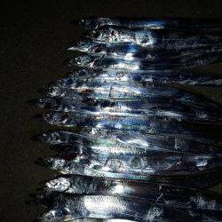 爆釣、夏タチ！