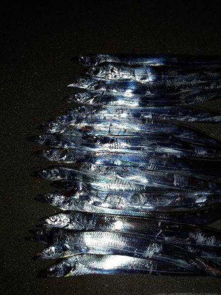 爆釣、夏タチ！