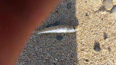 須磨海釣り公園横の海岸でキス狙い