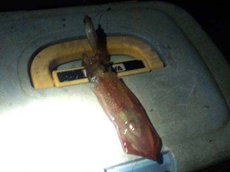 大蔵海岸のケンサキイカ、まだいますが…