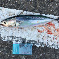 群れはどこに？