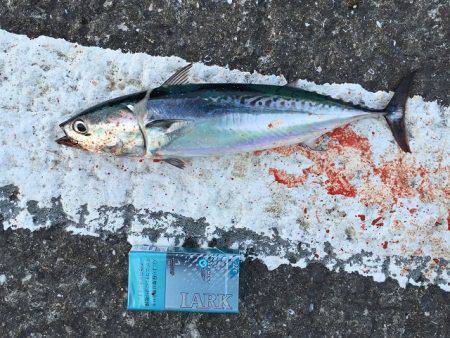 群れはどこに？