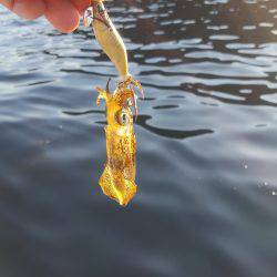 ボートエギング調査