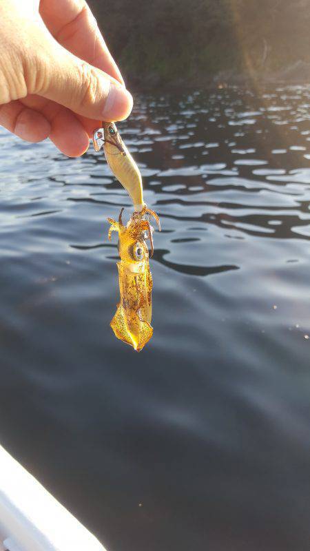 ボートエギング調査