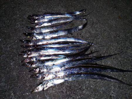 昨夜までは爆釣、今日はそこそこ。