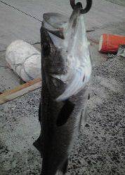 トップウォーター！