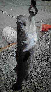 トップウォーター！