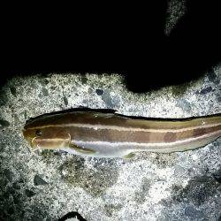 早朝からキス狙い。やや渋めも25cmゲット。