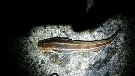 早朝からキス狙い。やや渋めも25cmゲット。