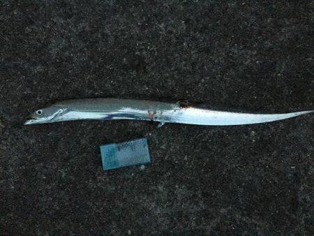 ＬＳＧでタチウオ