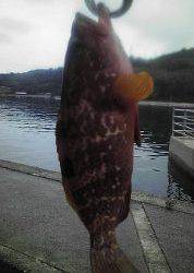 ロックフィッシュ！