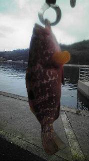 ロックフィッシュ！