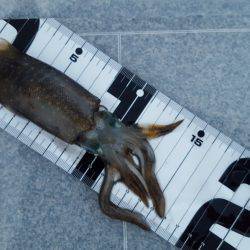 エギング調査第２段