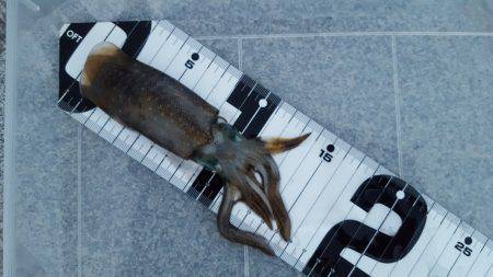 エギング調査第２段