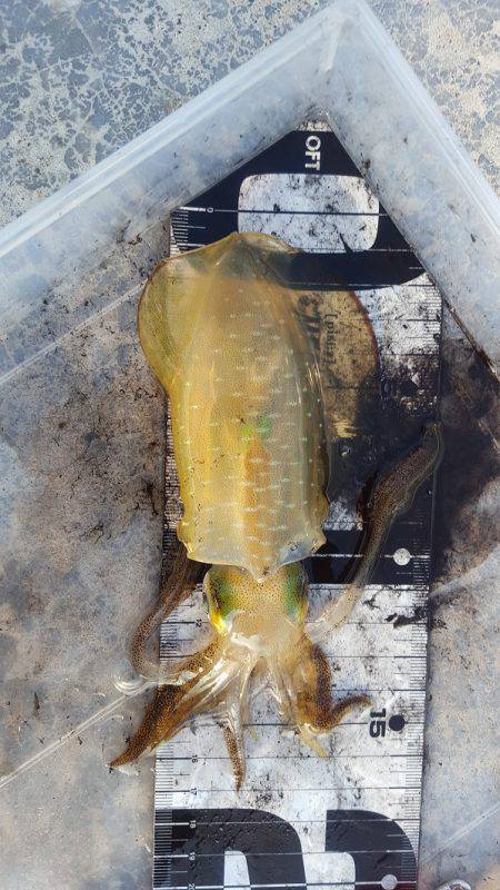 エギング調査第３弾