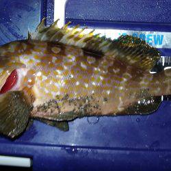 ロックフィッシュパーティ