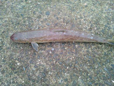 久しぶりのマリーナシティ