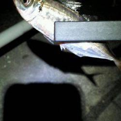 南港ナイトアジング