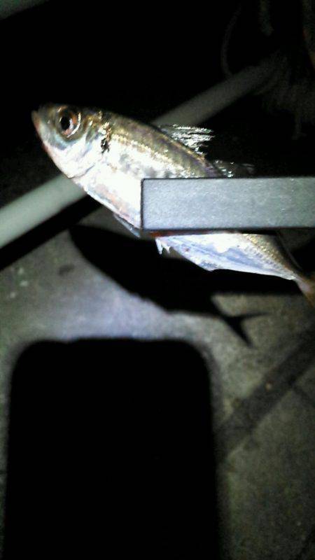 南港ナイトアジング