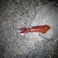 ケンサキ&ウルメイワシ&アオリイカ