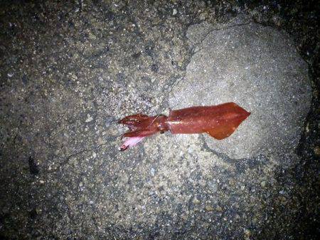 ケンサキ&ウルメイワシ&アオリイカ