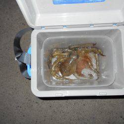 ケンサキイカ狙いも釣れたのはタコ