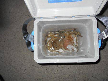 ケンサキイカ狙いも釣れたのはタコ