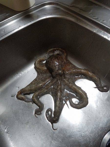 またまたタコ釣り