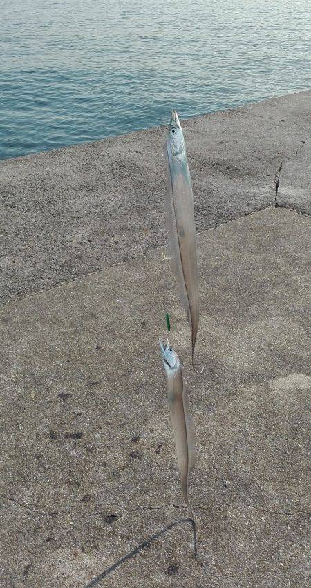 ダブルヒットタチウオ