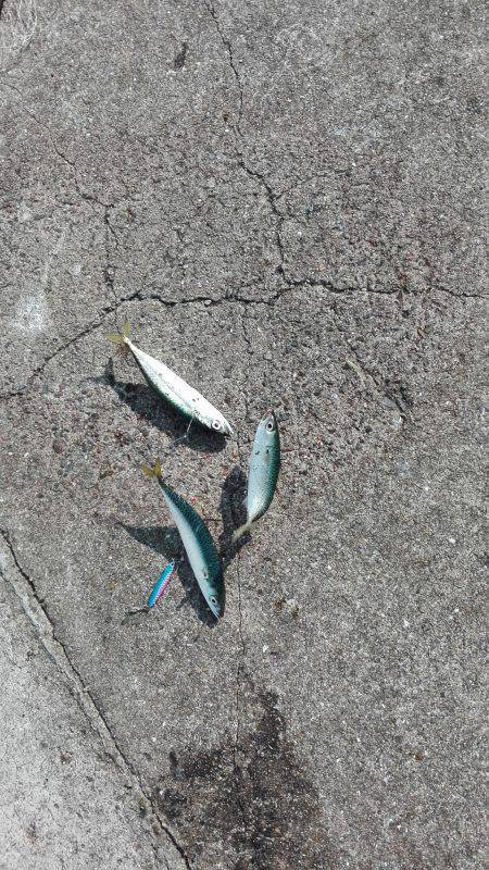 スーパーライトショアジギング