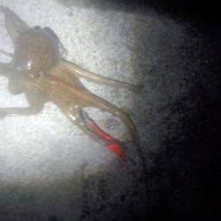 タコ重量本年度記録