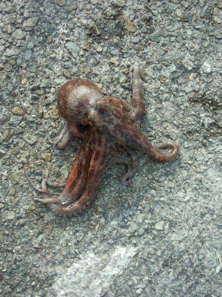 またまたタコ釣り今年最大