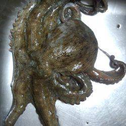 二日ぶりにヤットタコ