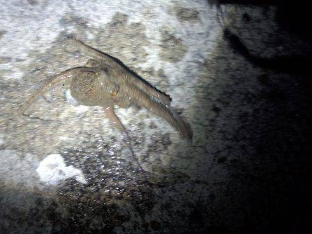 またまたタコ釣り
