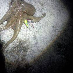 久しぶりのタコ　１匹