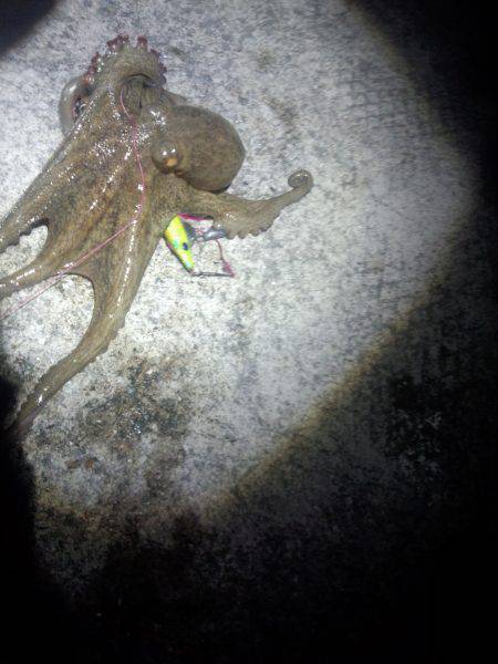 久しぶりのタコ　１匹