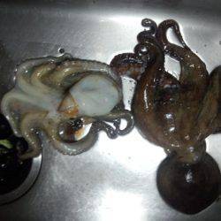 久しぶりのタコ２匹