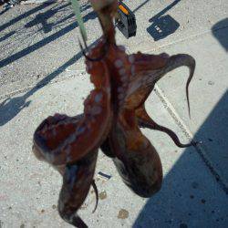 台風のうねりがある中ヤットタコ1匹