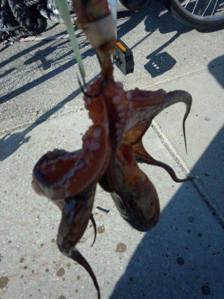 台風のうねりがある中ヤットタコ1匹