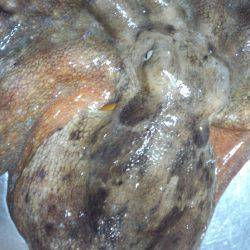 久しぶりの大タコ