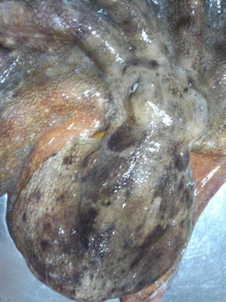 久しぶりの大タコ